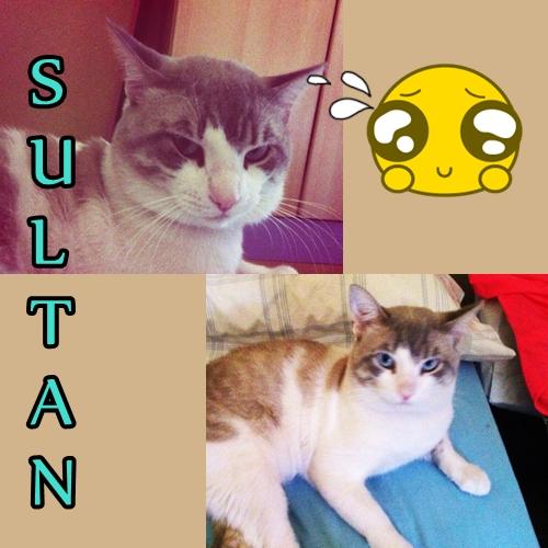 Sultán. Gato de un año de queda sin hogar. Urgente!