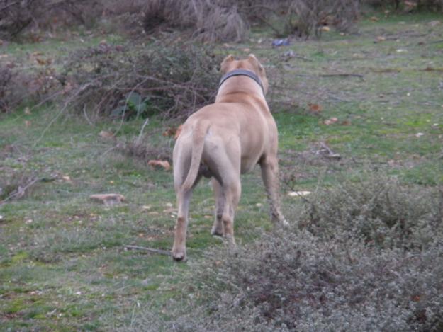 AMERICAN STAFFORSHIRE TERRIER PARA MONTAS LEÓN