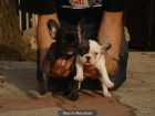 CACHORROS DE BULLDOG FRANCES 480 - mejor precio | unprecio.es