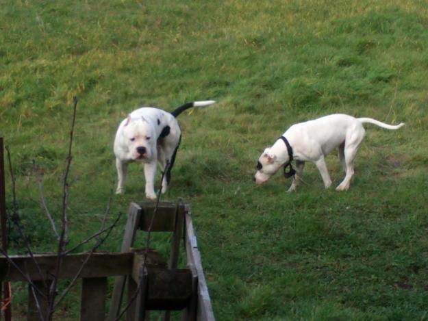 camada de pitbull con dogo argentino