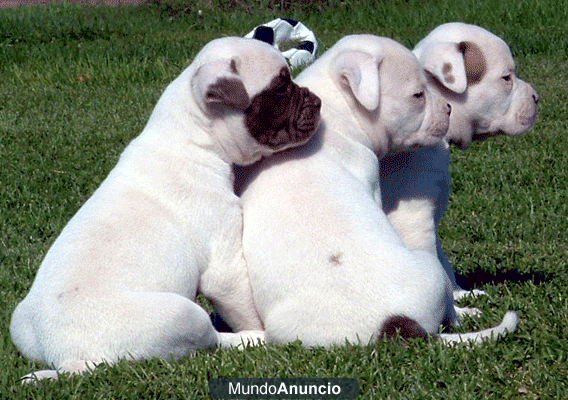 Con pedigree bulldog frances Nacional