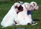 Con pedigree bulldog frances Nacional - mejor precio | unprecio.es