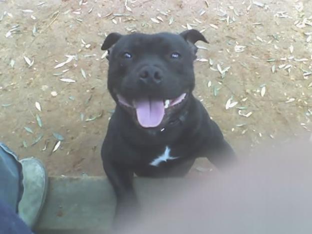 excelente staffordshire bull terrier