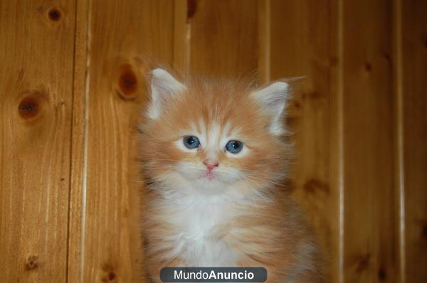 macho maine coon