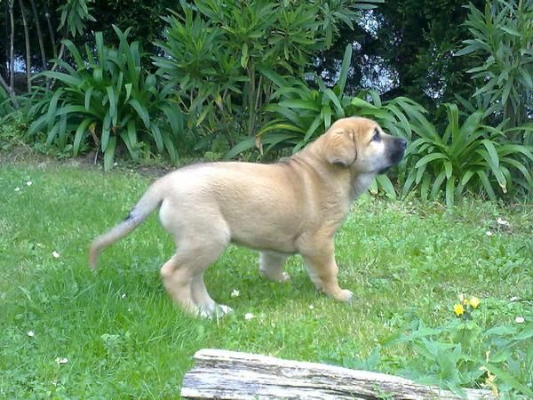 MASTIN ESPAÑOL 2 MESES