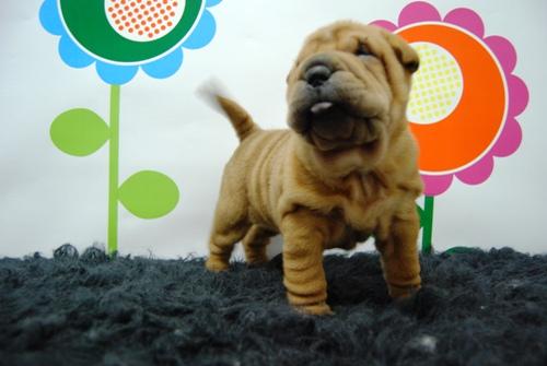 Shar pei , nacionales , ejemplares muy arrugaditos , machos & hembras disponibles ,