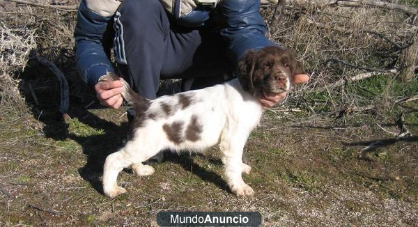 Springer Spaniel Ingles. Excelente cachorro con Pedigree de Campeones