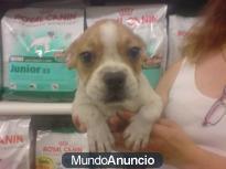 Bulldog Frances en adopcion macho chocolate/blanco Sociable, aleg