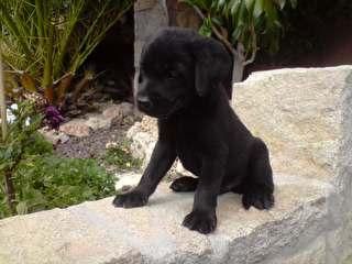 cachorro de LABRADOR NEGRO CON PEDIGREE  250