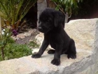 cachorro de LABRADOR NEGRO CON PEDIGREE 250 - mejor precio | unprecio.es