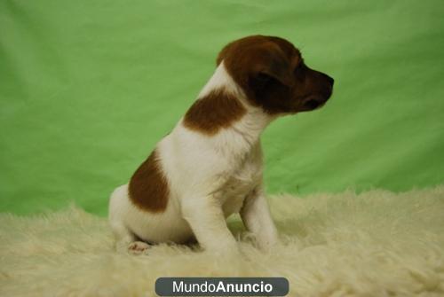 Camadita de Jack russell terrier de calidad, machos y hembras