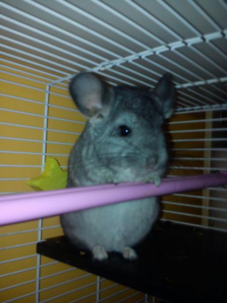 Chinchilla 5 meses