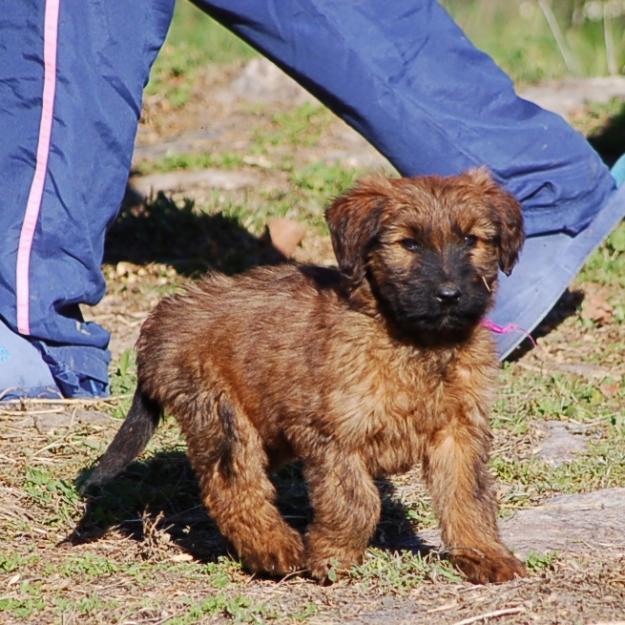 Pastor de Brie Preciosos cachorritos