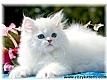 White Persian Kittens