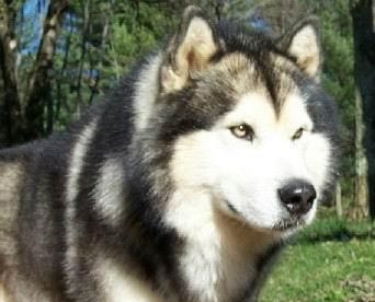 cachorra de ALASKA MALAMUTE con PEDIGREE 450?