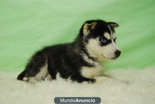 Cachorritos de Husky Siberiano con pedigre, machos + hembras