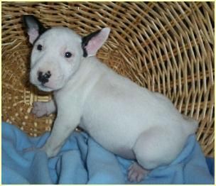 cachorro bull terrier con grandes personalidades,