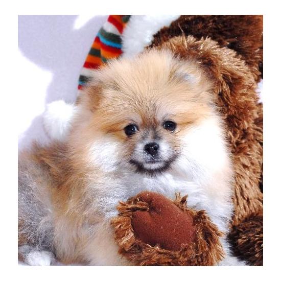 Cachorro macho de Pomerania listo.