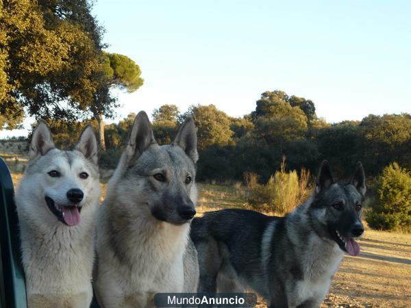 cachorros de west siberian LAIKA