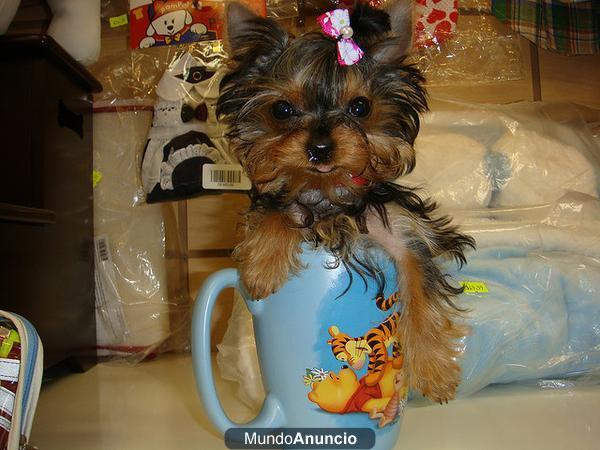 Cachorros yorkshire