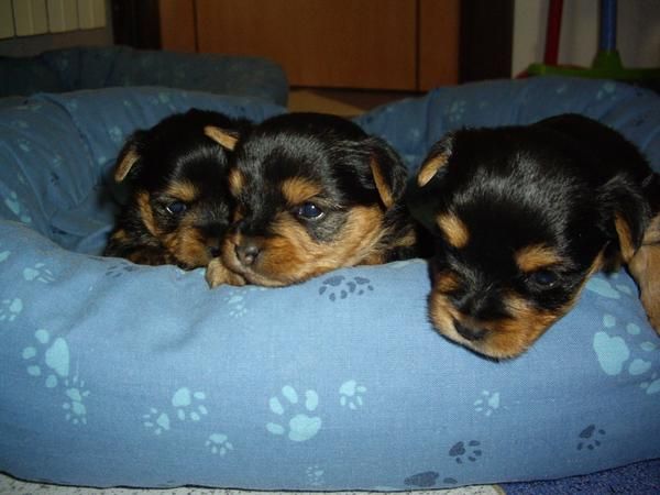 Cachorros yorkshire