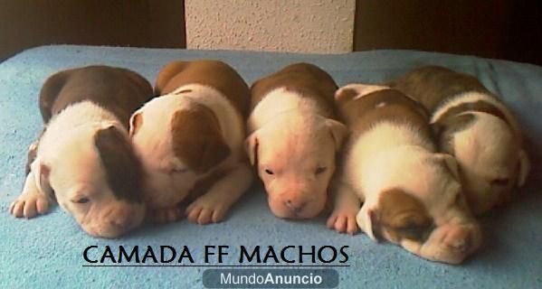 excelente camada de american staffordshire terrier