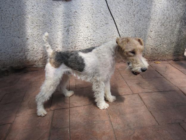 Fox terrier macho