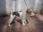 Fox terrier macho - mejor precio | unprecio.es