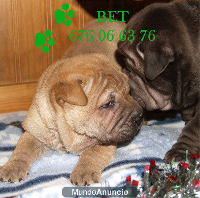 Los mejores cachorros Shar-pei, buen precio