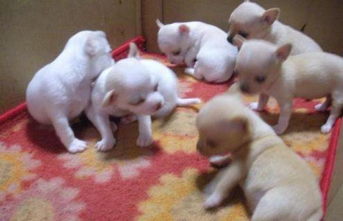 Preciosos Cachorros  de Chihuahua con pedigree LOE