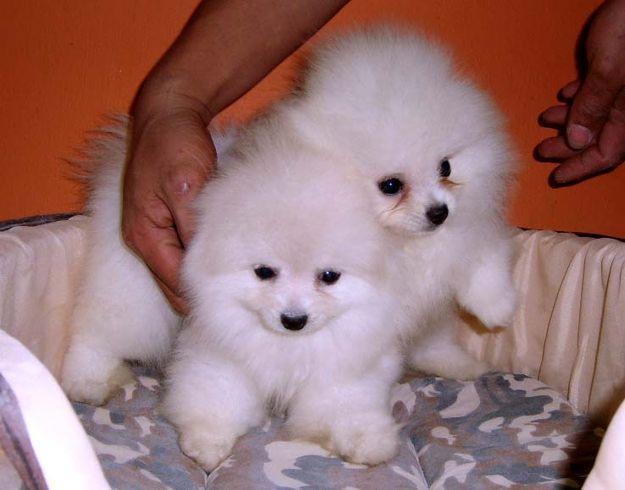 Vendo preciosos cachorros pomeranias