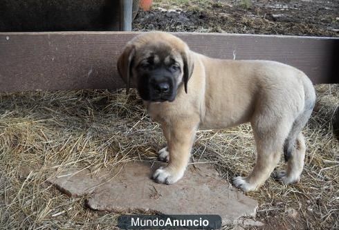 Regalo Mastin español cachorros