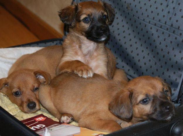 cachorros 7 semanas, tamaño medianito