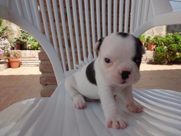 cachorros Bulldog Frances