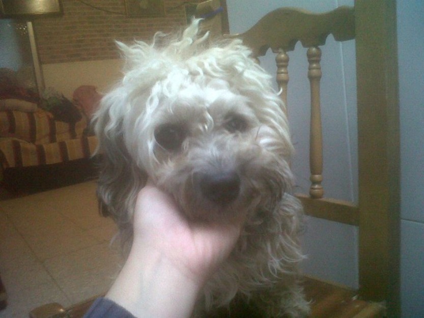 doy en adopcion mi perrito, se llama toby