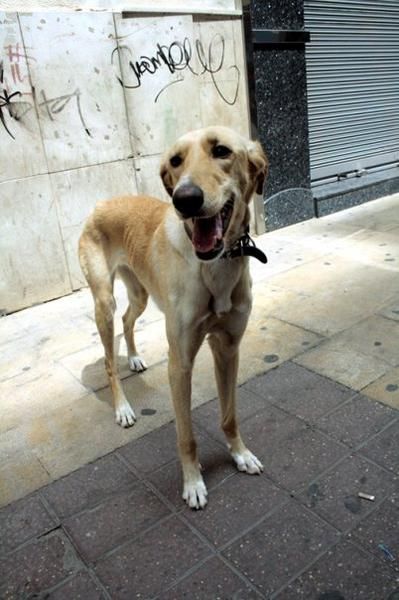 Galga busca Nuevo Hogar