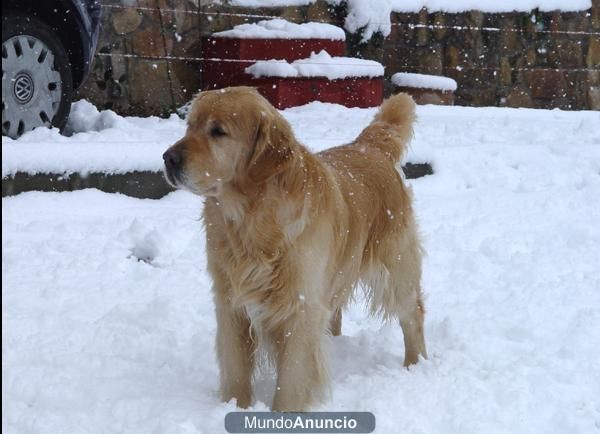 Golden Retriever. Camada Charola Mississippi y Blondy