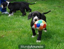 Impresionante Camada Dogos Alemanes