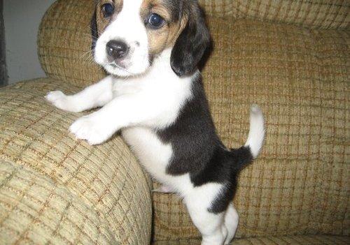 beagle