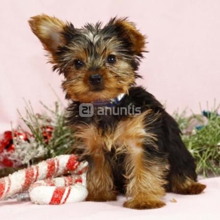 bebés Yorkie adorable 140