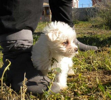 BICHON MALTES MINIATURA PRECIOSAS HEMBRAS