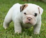 cachorra de bulldog ingles