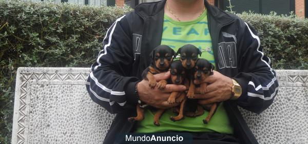 cachorrito de mini pincher super pequeñin