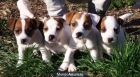 CACHORROS JACK RUSSELL TERRIER 250 € - mejor precio | unprecio.es