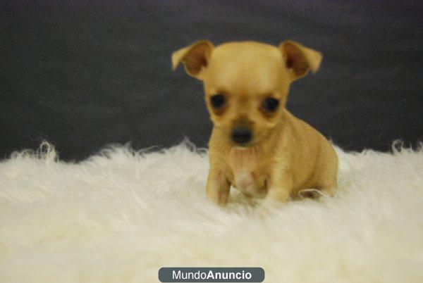 Chihuahuas toy, fotos de los cachorros.  www.doogs.es