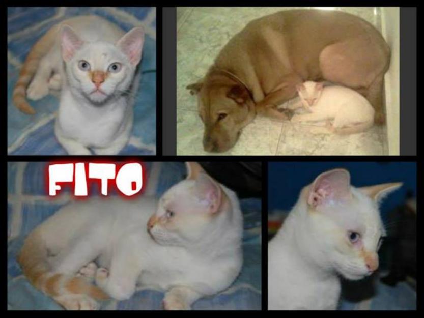 Fito gato blanco ojos azules nacido en marzo en adopción