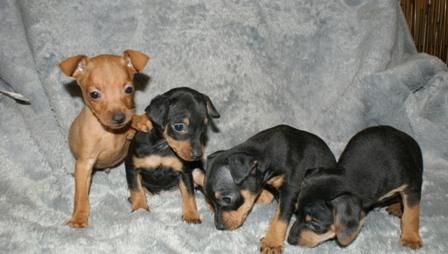 MINI PINSCHER MARRON NACIONAL EN PIERA, BARCELONA 365