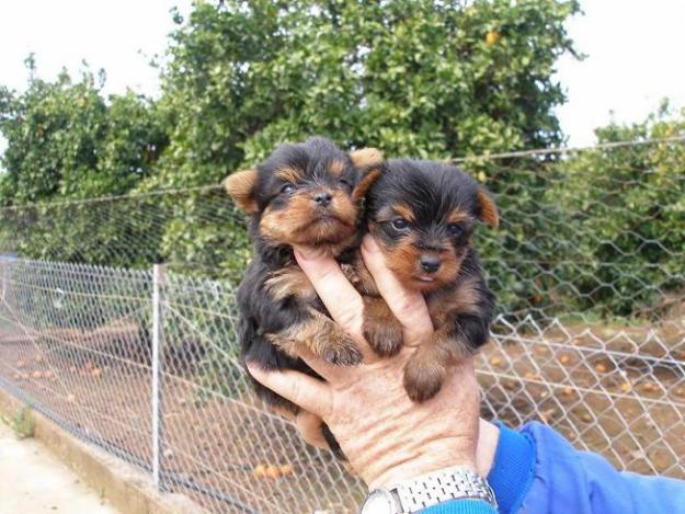 oferta de Yorkshires con pedigree y afijo