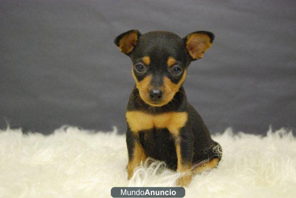 PINSCHER MINIATURA CON PEDIGREE