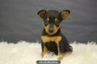 PINSCHER MINIATURA CON PEDIGREE - mejor precio | unprecio.es